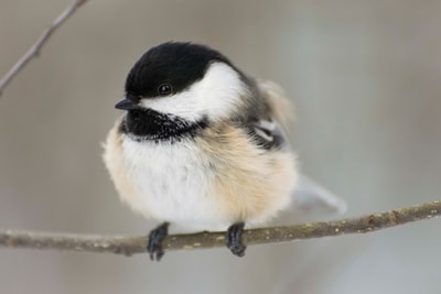 白色和黑色的鸟在棕色的树枝
